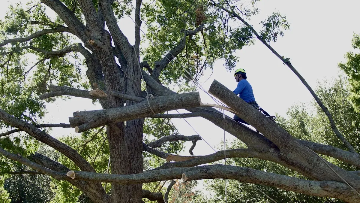 Professional Hazardous Tree Removal performed by certified arborists in Gipsy