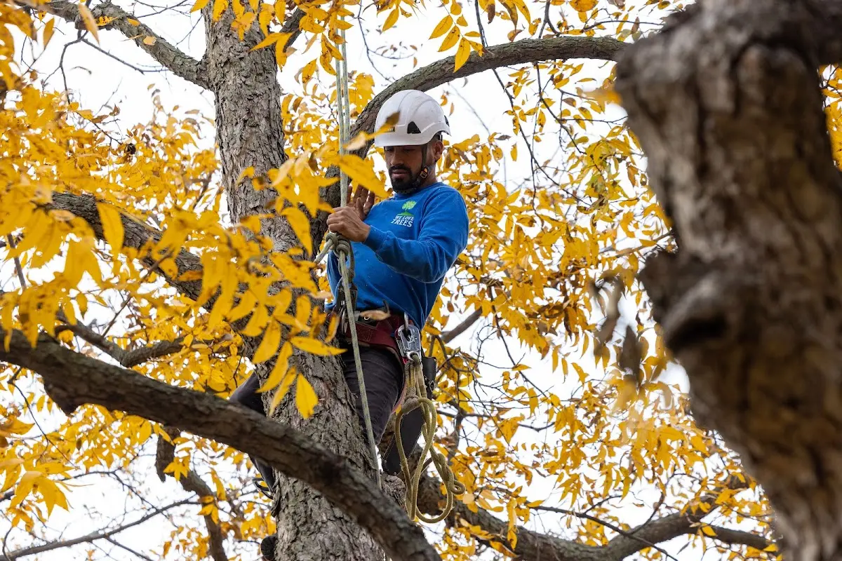 Skilled Tree Pruning crew working in Gipsy