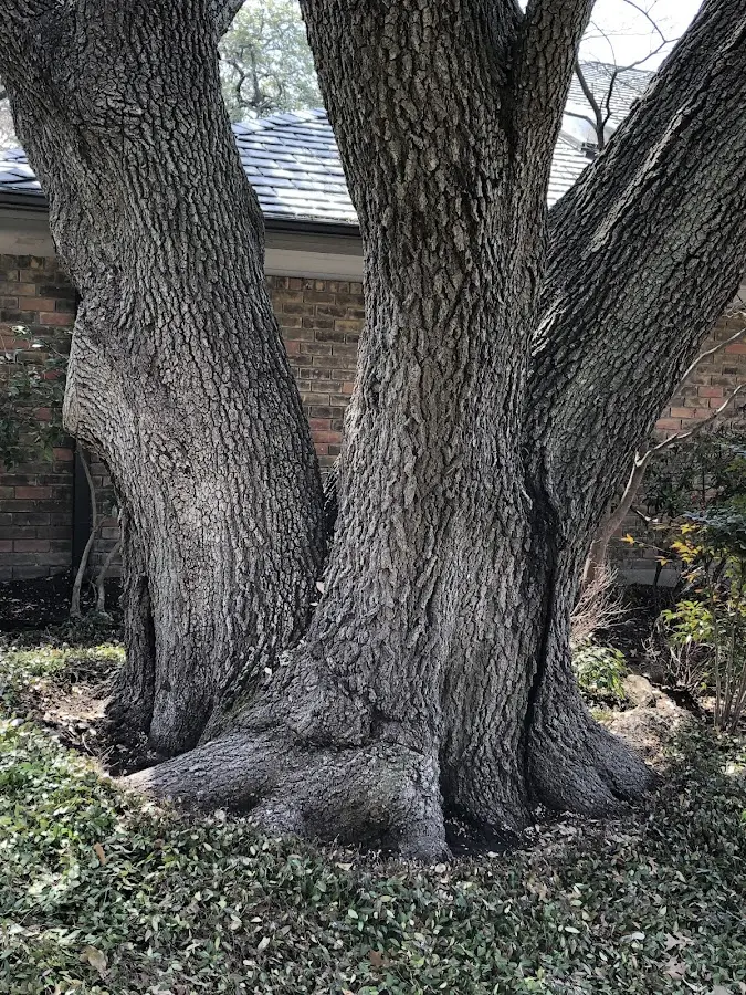 Mature heritage tree close to a Gipsy property cared for by certified arborists