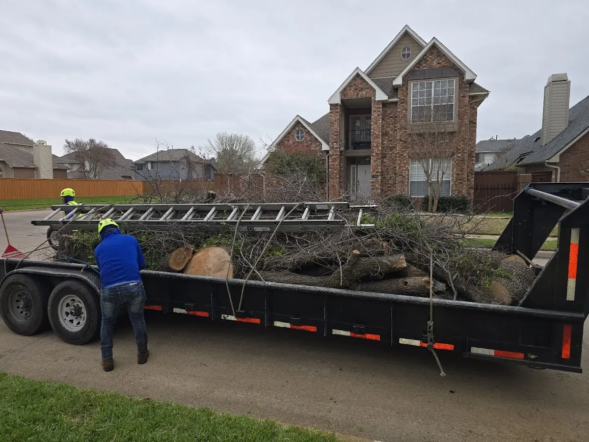 Expert Tree Removal with proper safety equipment in Gipsy